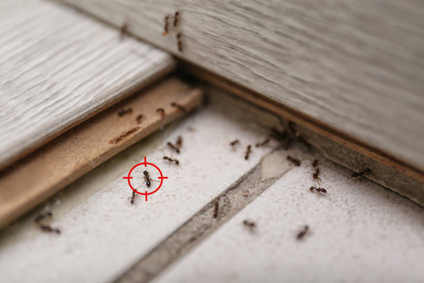 Best Pest Control Near Me  in Algona, WA