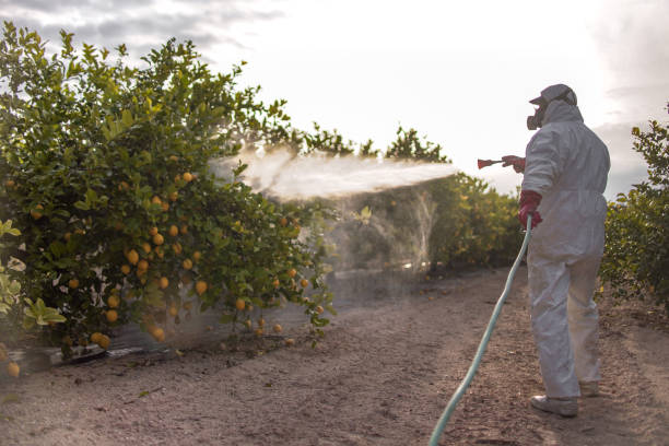 Flea Control Services in Algona, WA