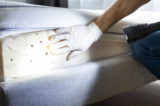 Professional Pest Control in Algona, WA