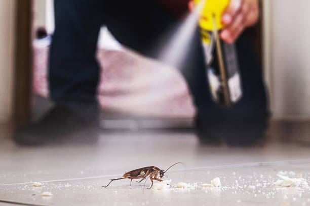 Best Flea Control Services  in Algona, WA